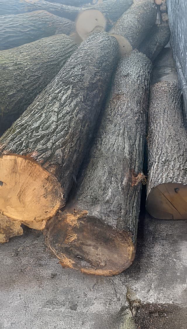 Raw Timber (Tomruk) 1