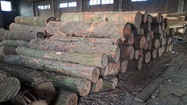 Raw Timber (Tomruk) 2
