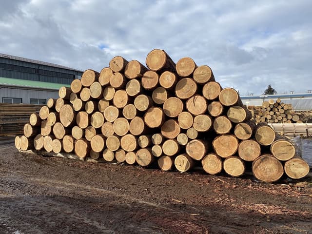 Raw Timber (Tomruk) 4